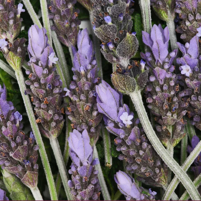 Calming Lavender Bundle
