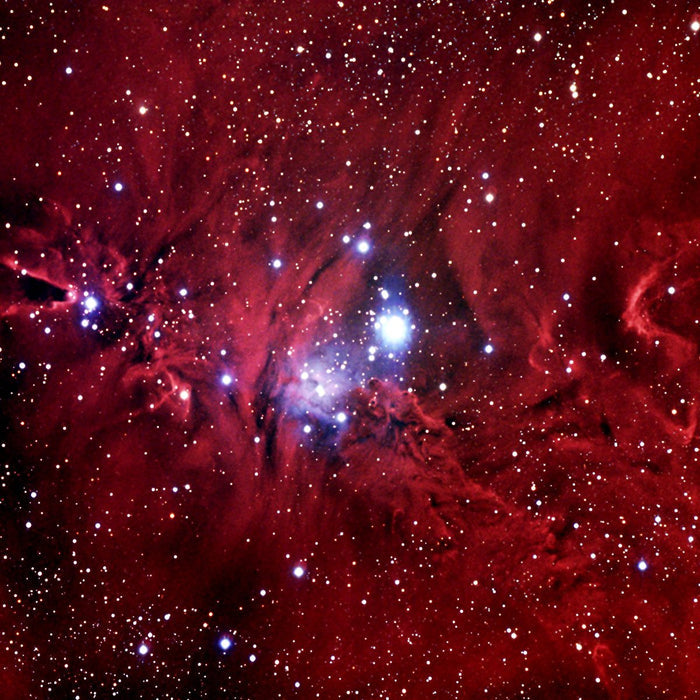 Cone and Fox Fur Nebula