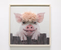 Gleneagles - Pig - Canvas Frame