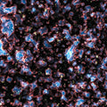 The Farthest Galaxy